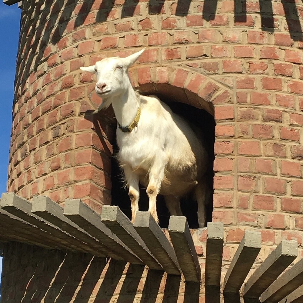Тайная башня козьей радости в Иллинойсе
Тайная башня козьей радости в Иллинойсе