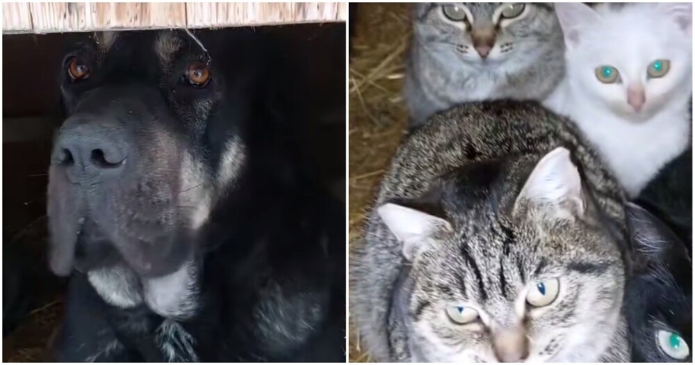 Собака пустила кошек в свою будку
Собака пустила кошек в свою будку