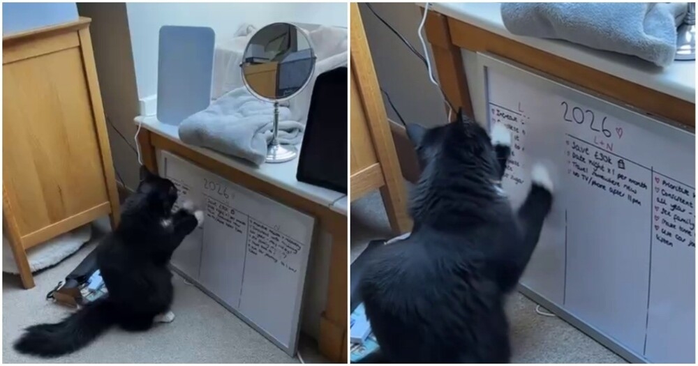 
        Кот&nbsp;внёс коррективы в&nbsp;цели хозяйки на&nbsp;2026 год    