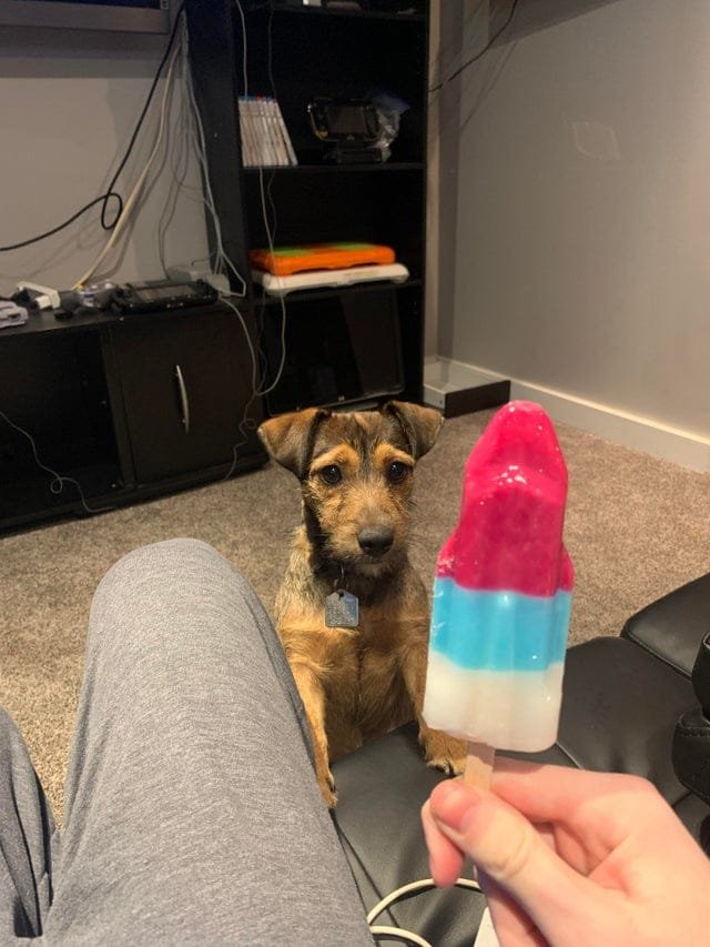 Смешные животные, которым нужна ваша еда (22 фото) Смешные животные, которым нужна ваша еда (22 фото)