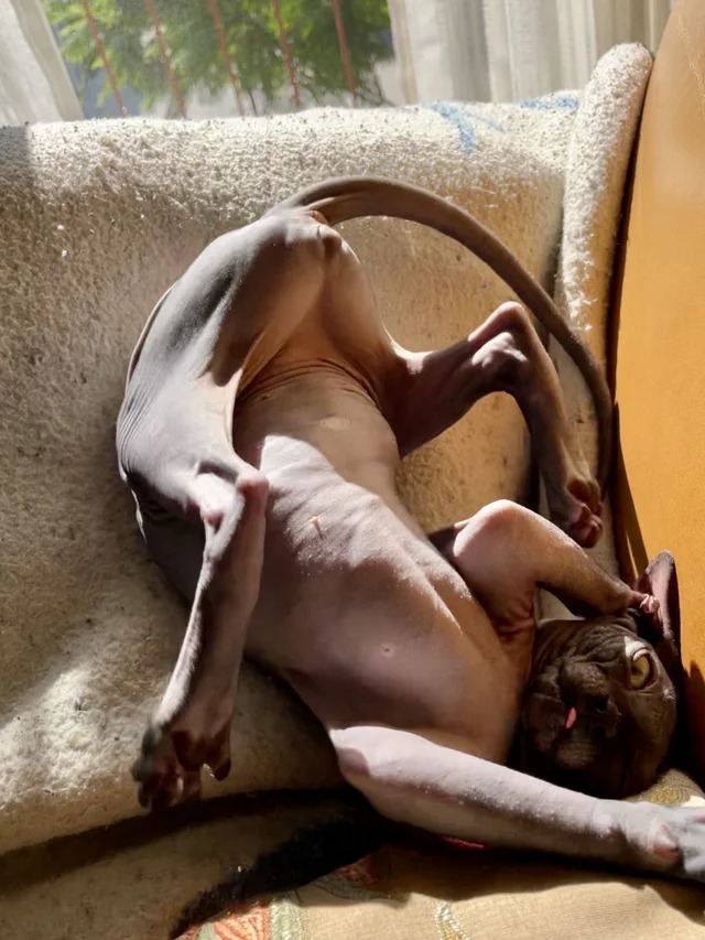 Подборка фотографий со смешными котами (22 фото)