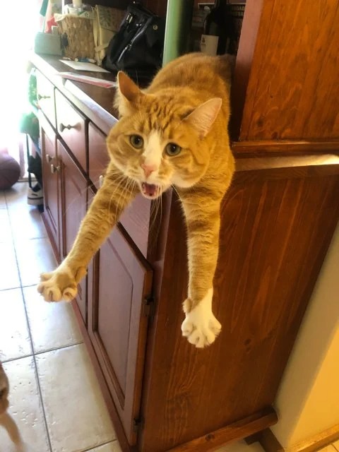 Подборка фотографий со смешными котами (22 фото)