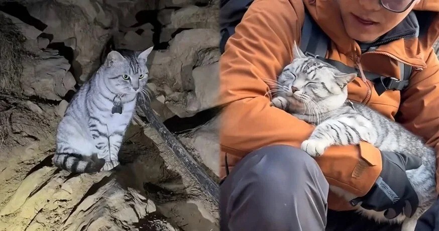 
        Кошка, которая не&nbsp;нуждается в&nbsp;спасении, обманывает добряков    