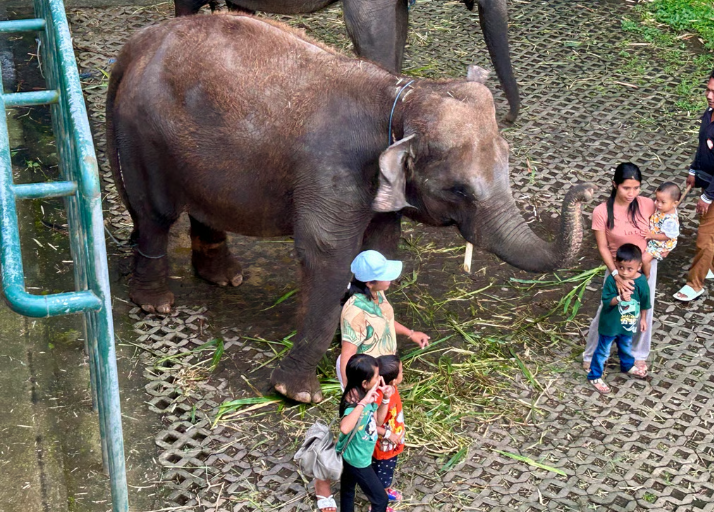 На слонах больше не покатаешься – лавочку прикрыли
На слонах больше не покатаешься – лавочку прикрыли