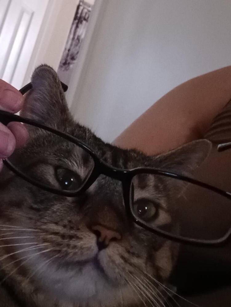 
        20&nbsp;кодов доступа к&nbsp;котонастроениям и&nbsp;которазвлечениям    