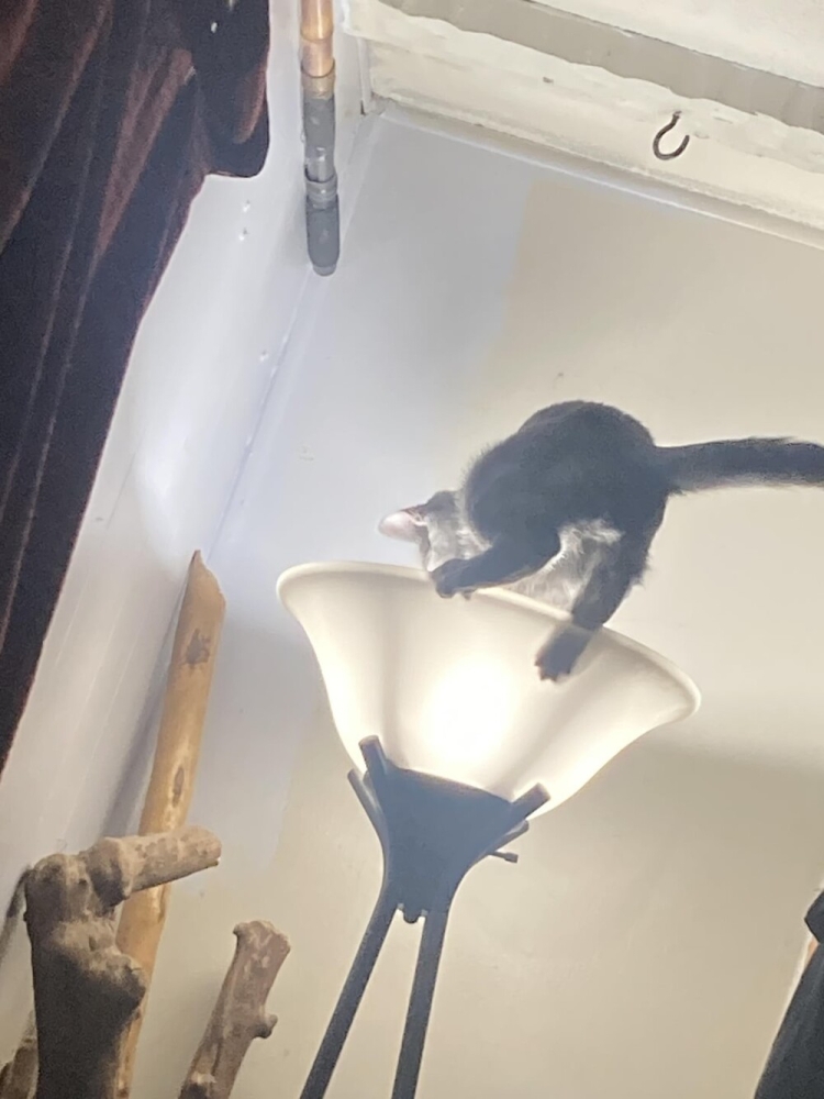 25 котиков, которые следят за дедлайнами и настроением
25 котиков, которые следят за дедлайнами и настроением