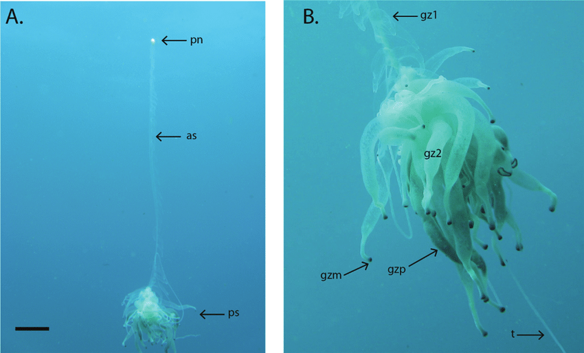 
        Батифиза шишковатая: макаронный монстр в&nbsp;реальности    