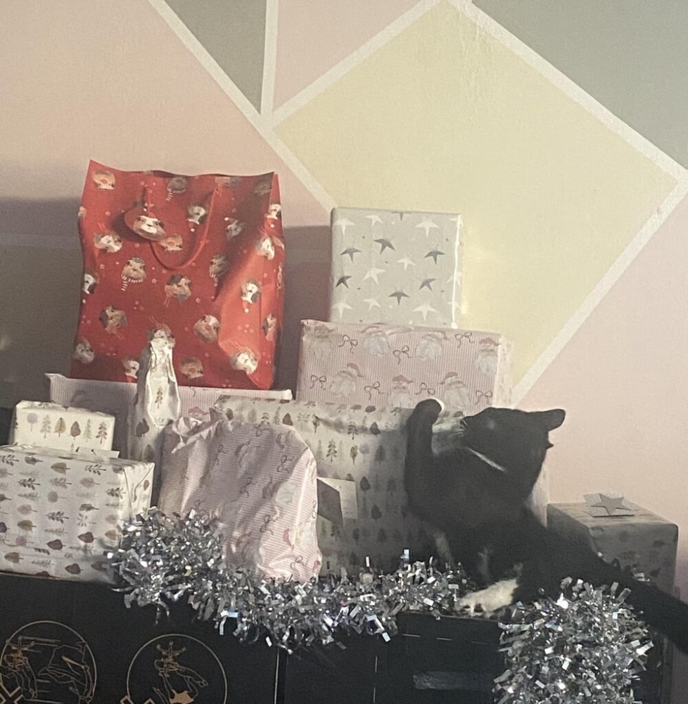 25 котиков, которые следят за дедлайнами и настроением
25 котиков, которые следят за дедлайнами и настроением