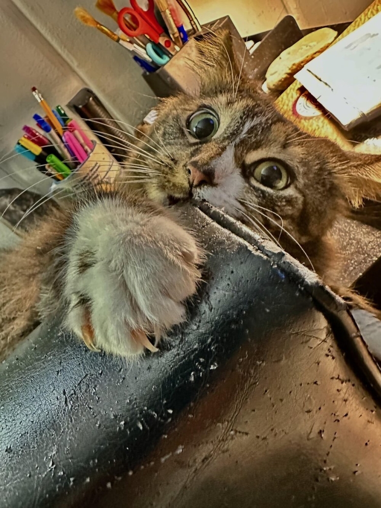 25 котиков, которые следят за дедлайнами и настроением
25 котиков, которые следят за дедлайнами и настроением