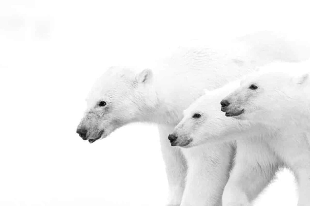 Monovisions Photography Awards 2025
Monovisions Photography Awards 2025