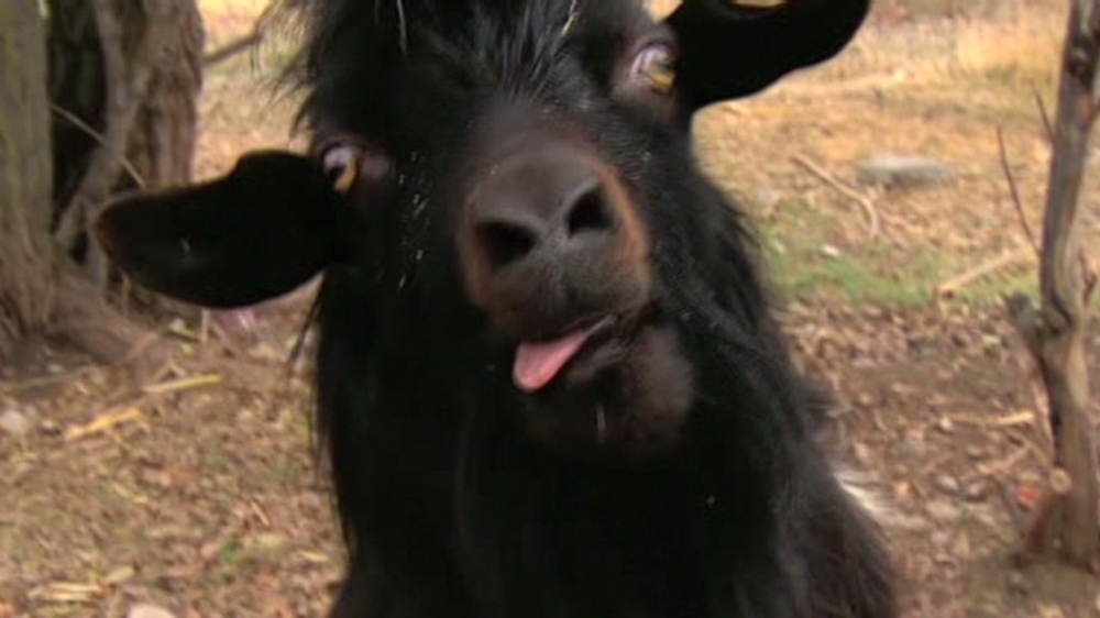 Обморочные козы: они вырубаются от любого чиха
Обморочные козы: они вырубаются от любого чиха