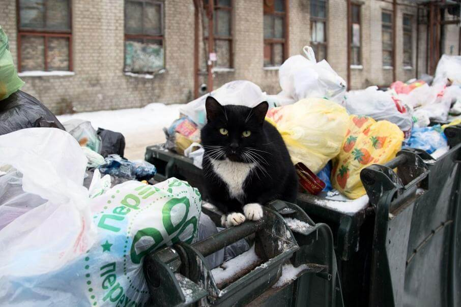 
        Как&nbsp;устроена стая дворовых кошек?    