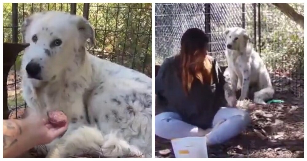 
        Пёс&nbsp;обрёл хозяев спустя годы жизни в&nbsp;приюте    