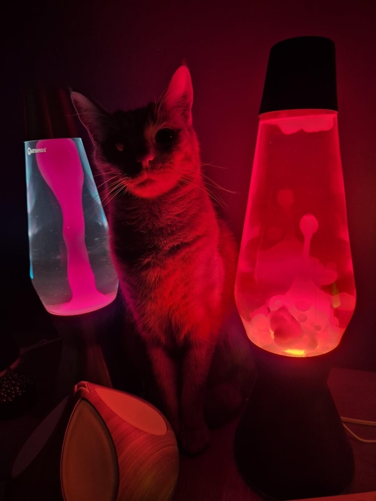 
        20&nbsp;кодов доступа к&nbsp;котонастроениям и&nbsp;которазвлечениям    