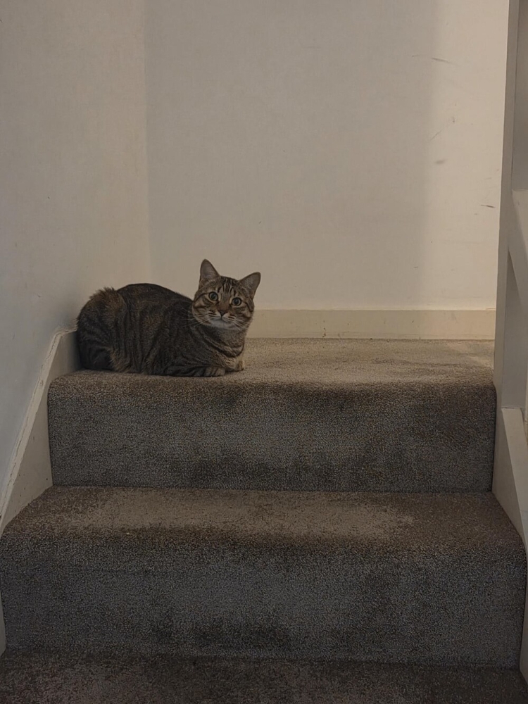 
        20&nbsp;кодов доступа к&nbsp;котонастроениям и&nbsp;которазвлечениям    