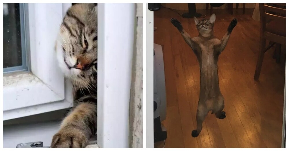 
        20+ хвостатых упрямцев, демонстрирующих разные грани и&nbsp;степени кошачьей настойчивости    