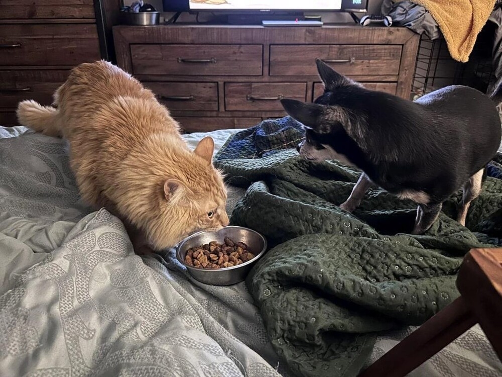 25 котиков, которые следят за дедлайнами и настроением
25 котиков, которые следят за дедлайнами и настроением