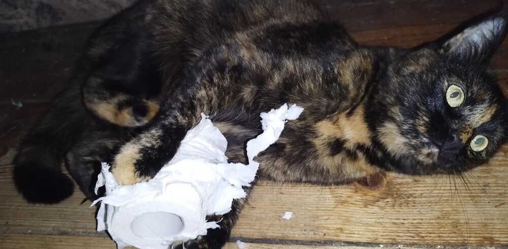 
        25&nbsp;вдохновляющих пушистых помощников, которые властвуют в&nbsp;домах и&nbsp;сердцах    