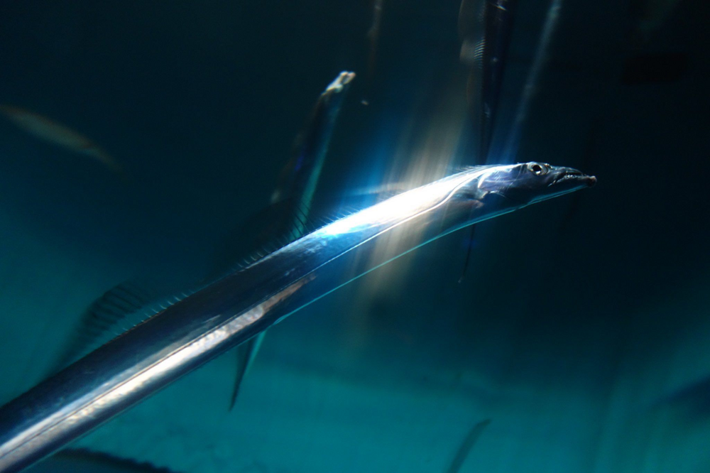 
        Рыба-сабля: её&nbsp;тело словно отлито из&nbsp;металла    