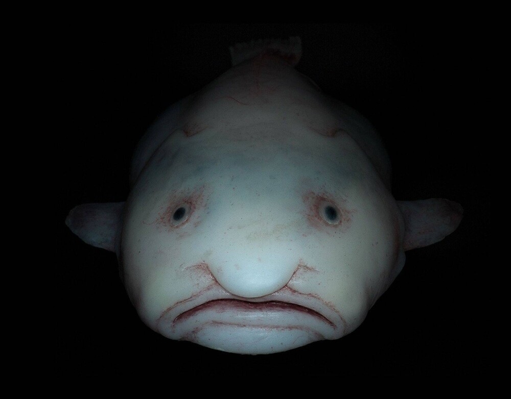 
        Рыба-капля: морской обитатель с&nbsp;лицом грустного старика    