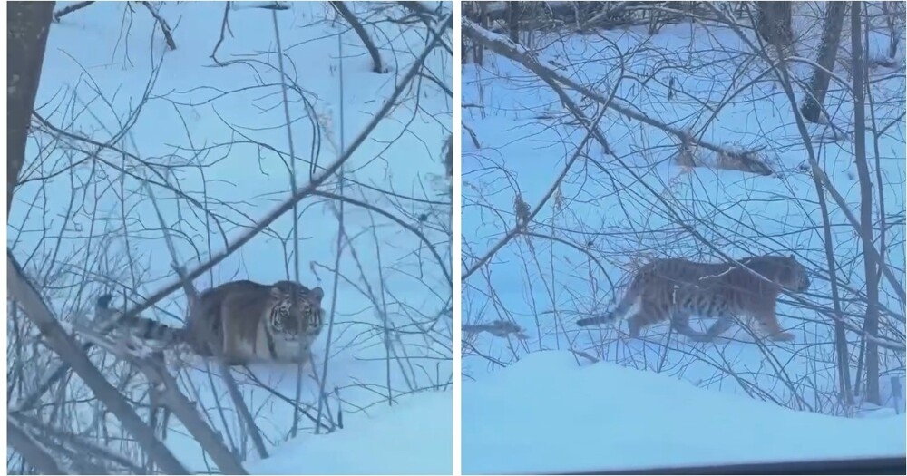 Тигр в Приморье: редкая встреча на дороге
Тигр в Приморье: редкая встреча на дороге