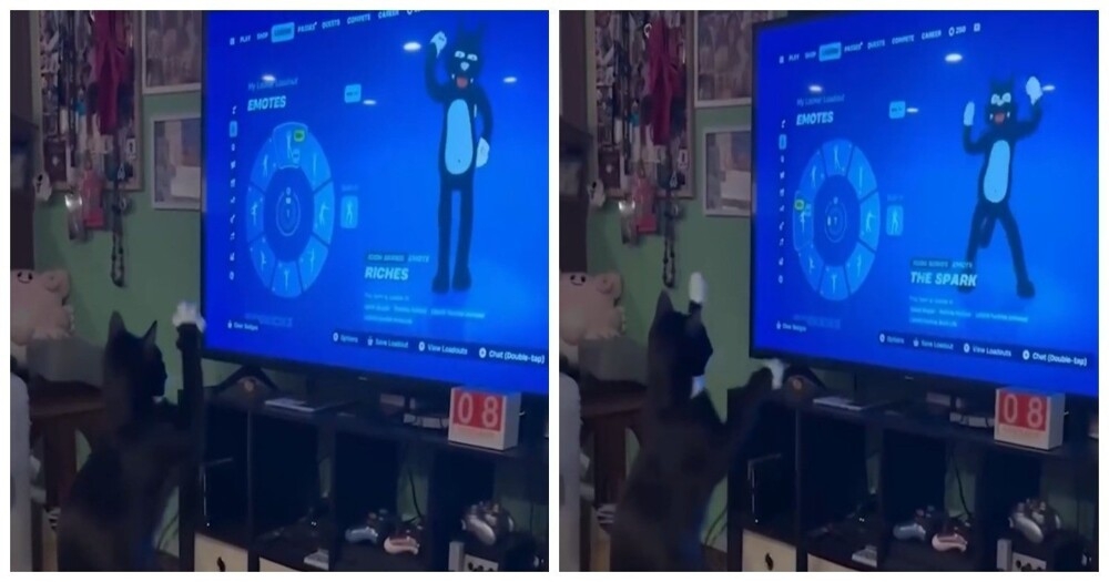 
        Кот&nbsp;осваивает новые движения    