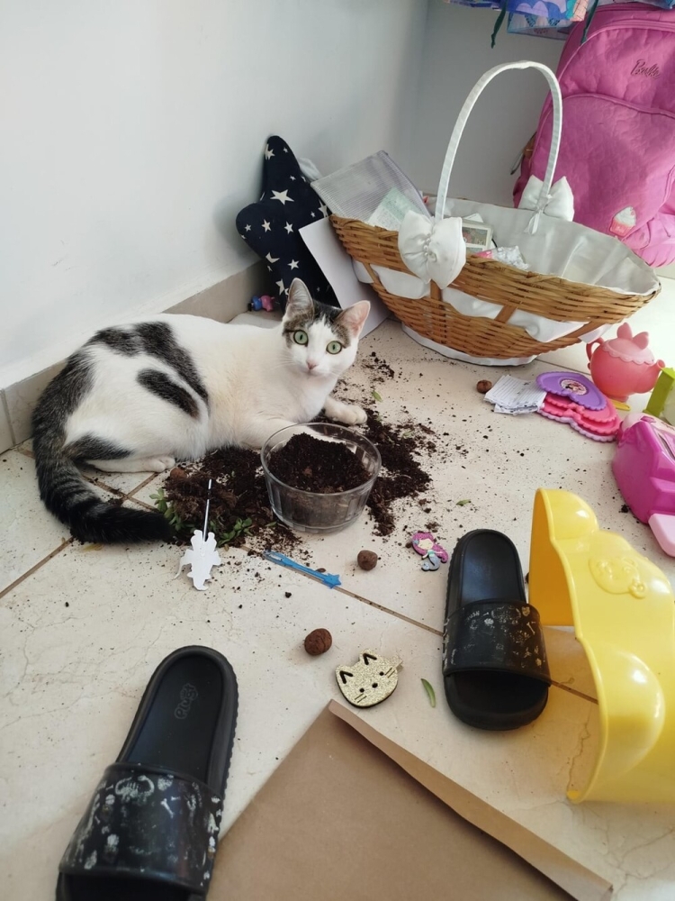 
        25&nbsp;вдохновляющих пушистых помощников, которые властвуют в&nbsp;домах и&nbsp;сердцах    