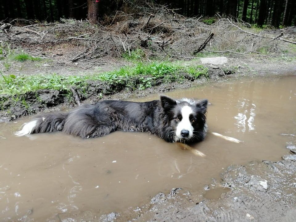 18 животных, которые перешли все границы дозволенного
18 животных, которые перешли все границы дозволенного