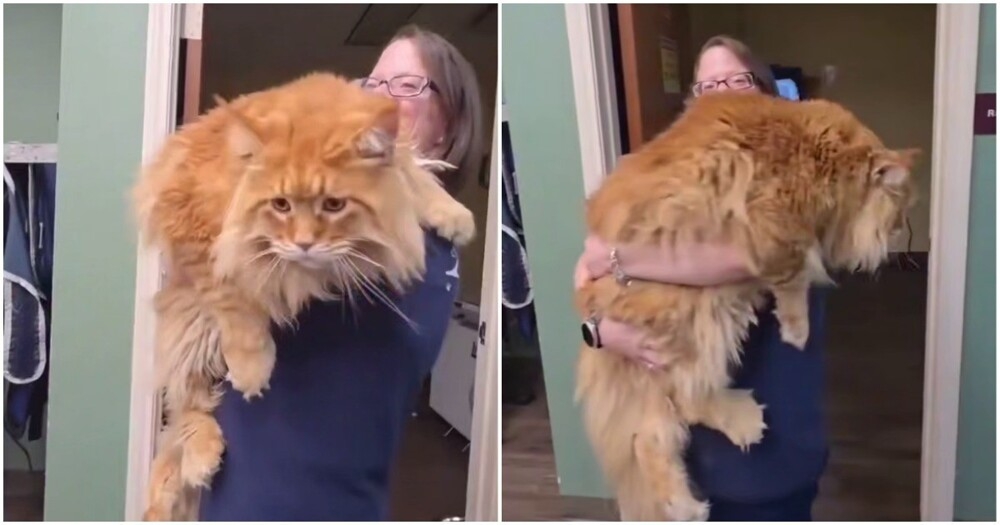 Добродушный гигант
Добродушный гигант