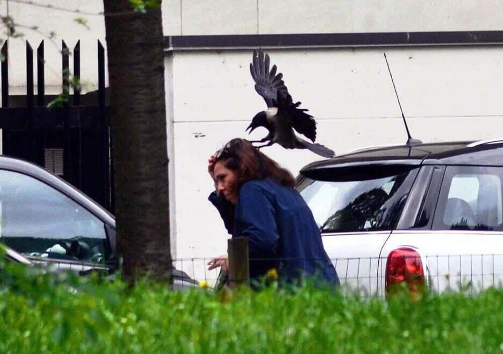 
        Никогда не&nbsp;переходи дорогу вороне. Она&nbsp;будет мстить всю&nbsp;жизнь!    