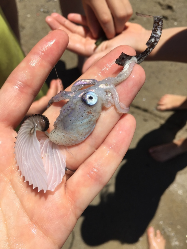 
        Аргонавт: осьминог с&nbsp;раковиной, которая ни&nbsp;от&nbsp;чего не&nbsp;защищает    