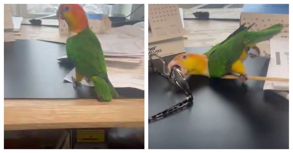 
        Гиперактивный попугай    