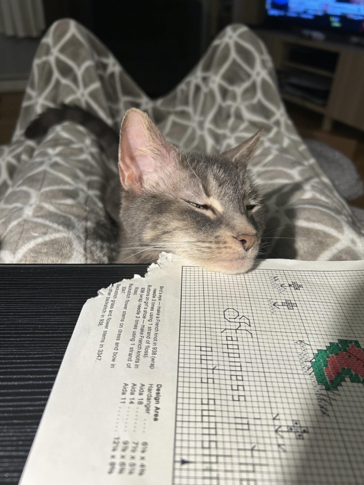 
        20&nbsp;примеров занятий котиков, считающих, что&nbsp;их&nbsp;никто не&nbsp;видит    