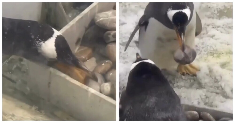 
        Пингвин показал, что&nbsp;знает толк в&nbsp;отношениях    