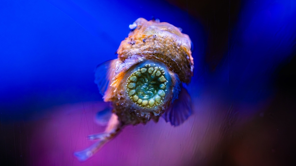 
        Тихоокеанский круглопёр    