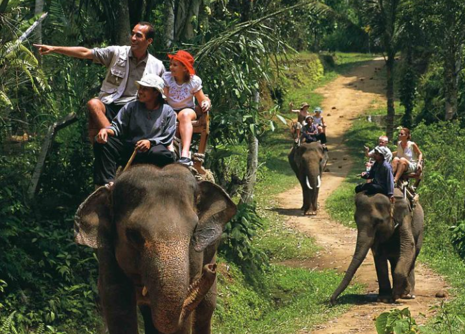На слонах больше не покатаешься – лавочку прикрыли
На слонах больше не покатаешься – лавочку прикрыли