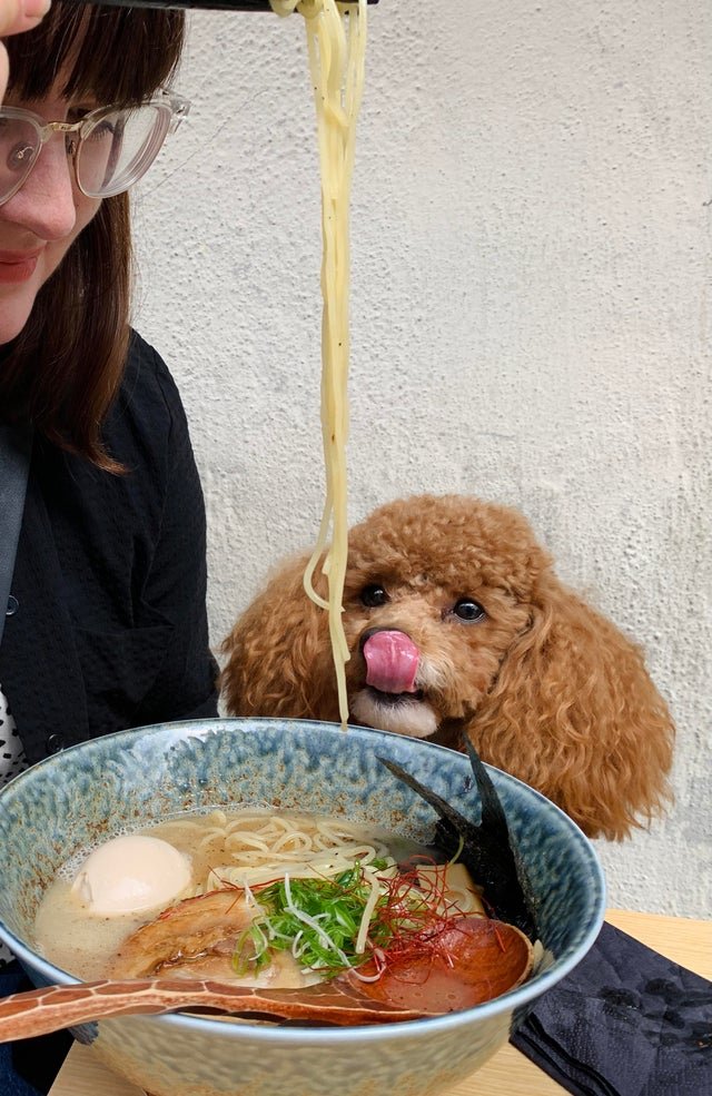 Смешные животные, которым нужна ваша еда (22 фото) Смешные животные, которым нужна ваша еда (22 фото)