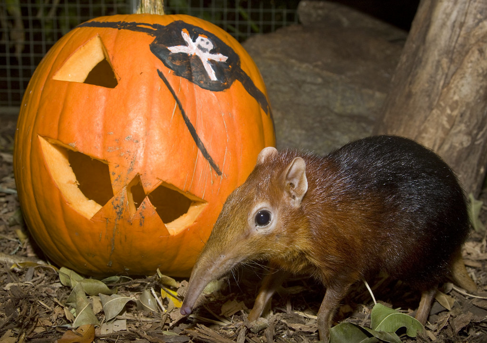 
        Хоботковая собачка: как&nbsp;гены слона изменили жизнь крошечного зверька?    