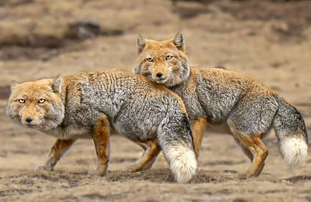 
        Как&nbsp;квадратноголовые лисы кошмарят тибетскую фауну    