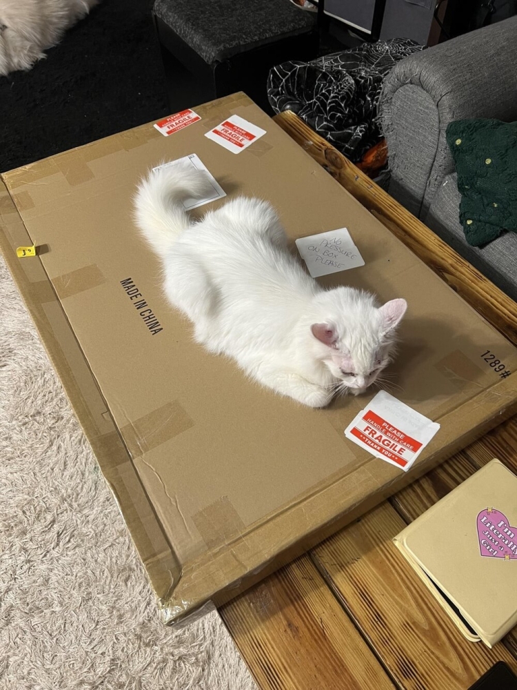 25 котиков, которые следят за дедлайнами и настроением
25 котиков, которые следят за дедлайнами и настроением