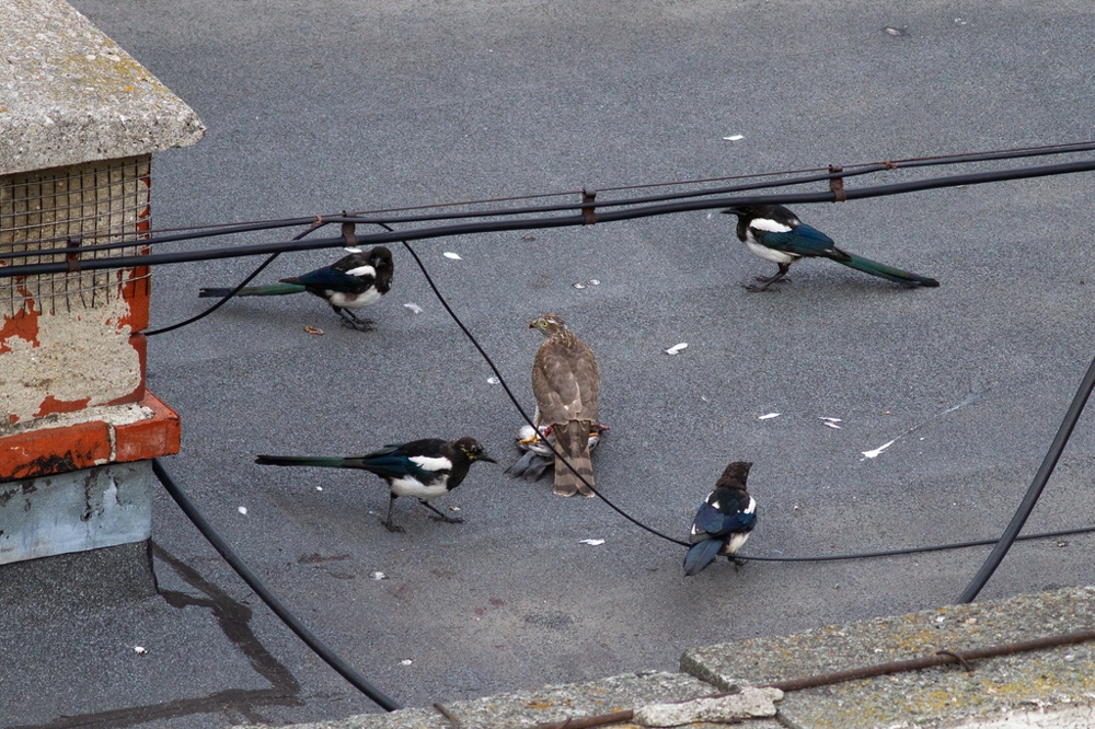 Ястреб-перепелятник: грозный маленький хищник
Ястреб-перепелятник: грозный маленький хищник