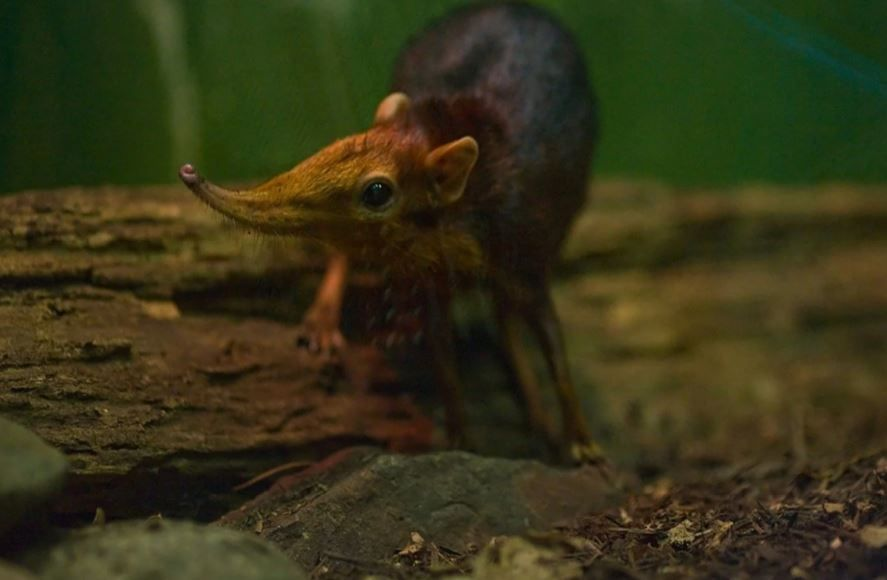 
        Хоботковая собачка: как&nbsp;гены слона изменили жизнь крошечного зверька?    