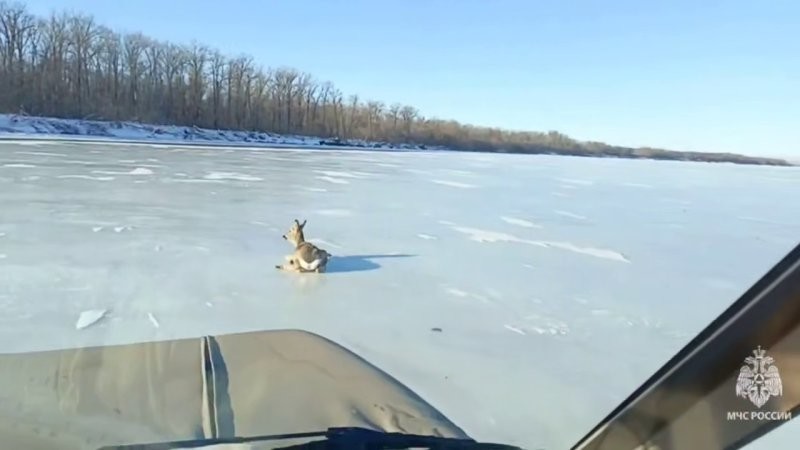 
        Застрявшую на&nbsp;льду Волги косулю спасли под&nbsp;Саратовом    