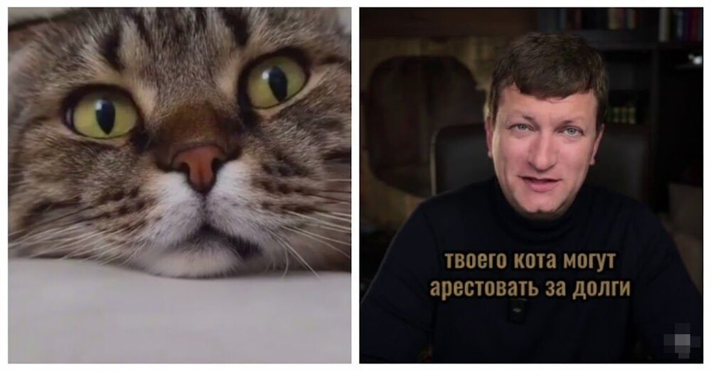 
        Кота могут арестовать за&nbsp;долги хозяина    