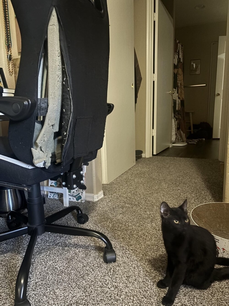 
        25&nbsp;вдохновляющих пушистых помощников, которые властвуют в&nbsp;домах и&nbsp;сердцах    