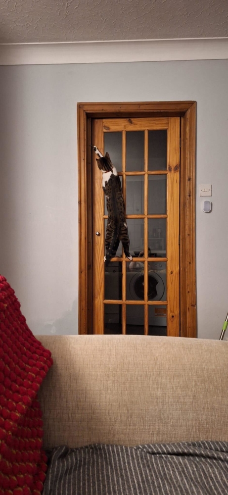 25 котиков, которые следят за дедлайнами и настроением
25 котиков, которые следят за дедлайнами и настроением