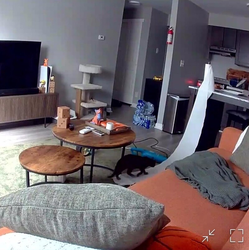 
        25&nbsp;вдохновляющих пушистых помощников, которые властвуют в&nbsp;домах и&nbsp;сердцах    