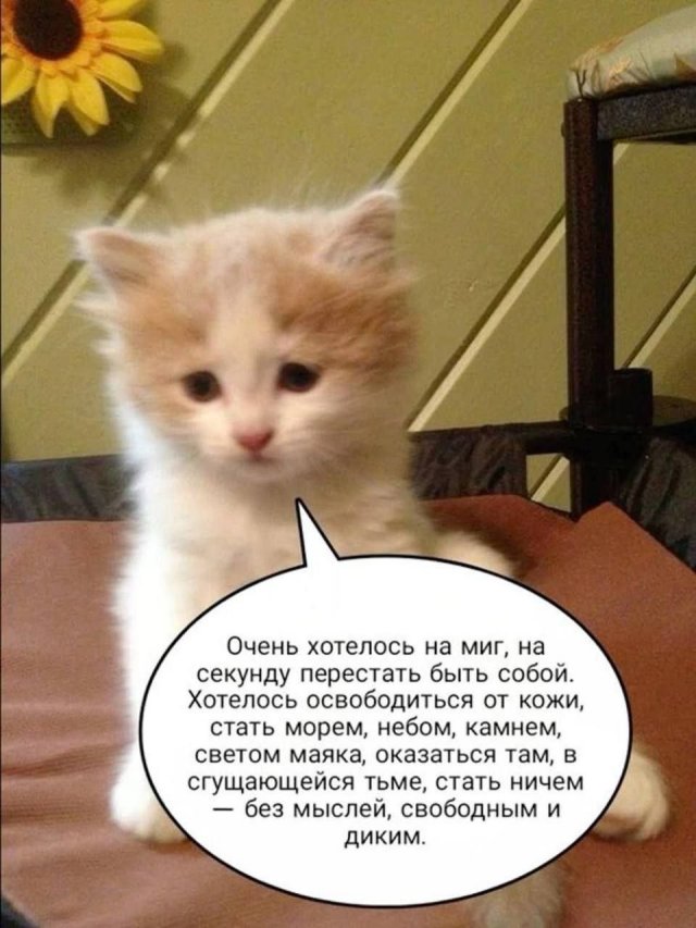 Смешные картинки - 26.01.2026 (15 фото)
