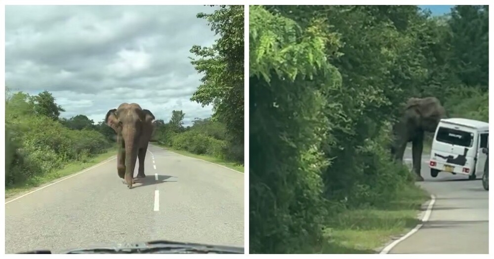 
        Новый случай нападения слона на&nbsp;автомобиль с&nbsp;туристами на&nbsp;Шри-Ланке    