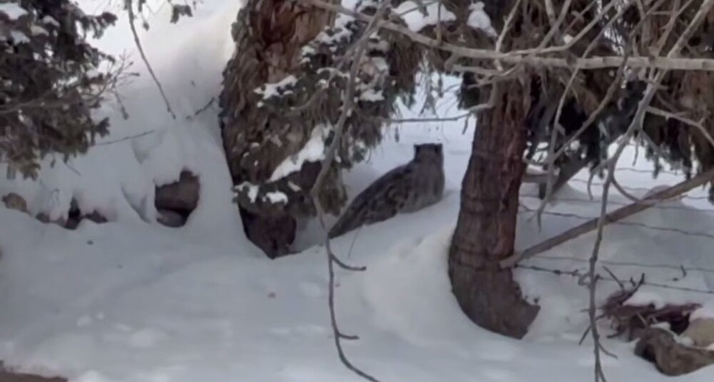 
        Снежный барс атаковал туристку в&nbsp;Китае    